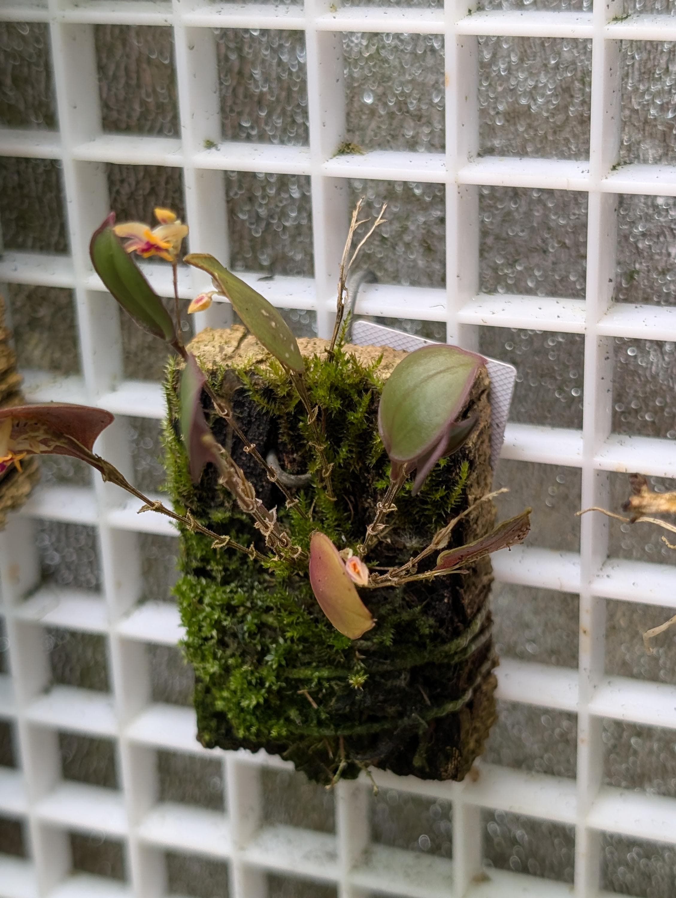 Lepanthes Miniature Orchids - Etsy