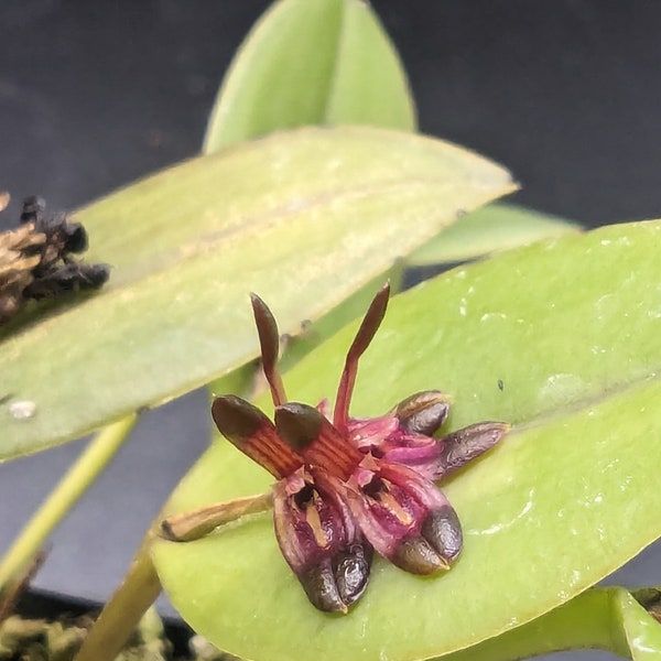 Acianthera (Pleurothallis) quadriserrata miniature orchid intermediate/warm grower terrarium vivarium
