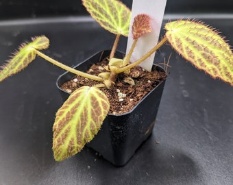 Begonia chloroneura terrarium vivarium grower