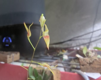 Specklinia (Pleurothallis) picta miniature orchid mounted terrarium vivarium