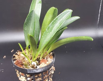 Masdevallia discoidea miniature/small orchid intermediate/warm growing
