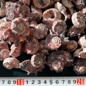 Könnte beinhalten: Eine Sammlung von rosa und braunen Muscheln in verschiedenen Größen und Formen. Die Muscheln sind in einem zufälligen Muster angeordnet und einige sind übereinander gestapelt.
