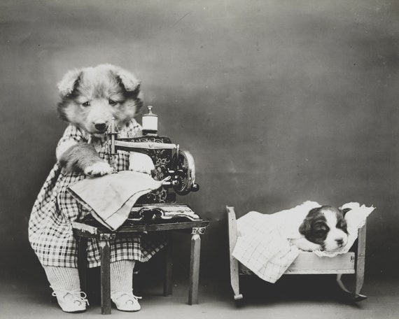 dog puppy pup art baby cute funny happy fun cute 8X10 vintage old new Photo  Picture Image black white print Harry Whittier Frees #30