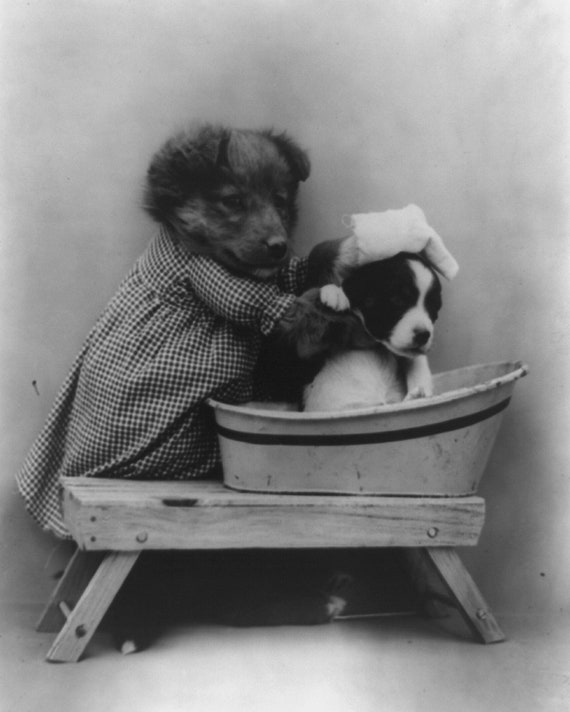 Dog Puppy Pup Art Baby Cute Funny Happy Fun Cute 8X10 Vintage Old