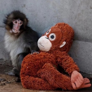 Punch monkey with custom adoption Certificate