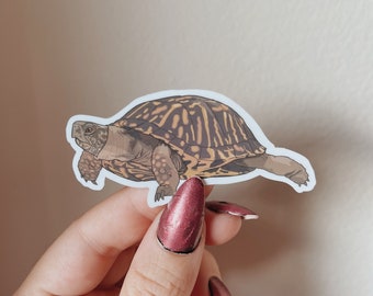 Box Turtle Sticker