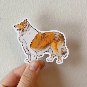 Rough Collie Sticker