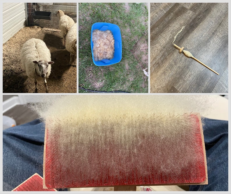 Image showing steps of the process of making the wool bracelets: a sheep before sheering, a fleece being washed, carded wool, and wool sun into yarn.