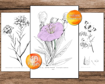Vintage Botanical Coloring Book | Floral Coloring Pages | Plant Illustrations | Adult Coloring Book | Flower and Plants | Downloadable