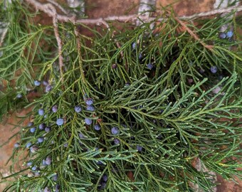 Fresh Cut Cedar Branches - Cut to Order - Eastern Red Cedar - Holiday Evergreen Greenery - Aromatic - Juniper Branch - Juniperus Virginiana