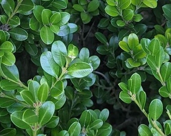 1/2 lb Boxwood Cuttings - Holiday Greenery - Cut to Order