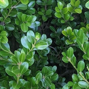 1/2 lb Boxwood Cuttings - Holiday Greenery - Cut to Order