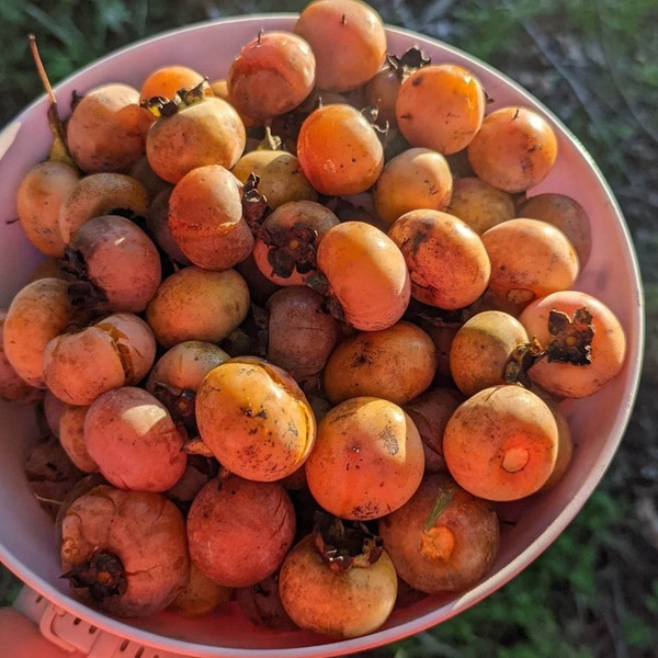Hand Harvested American Persimmon Seeds - Southeastern USA Native