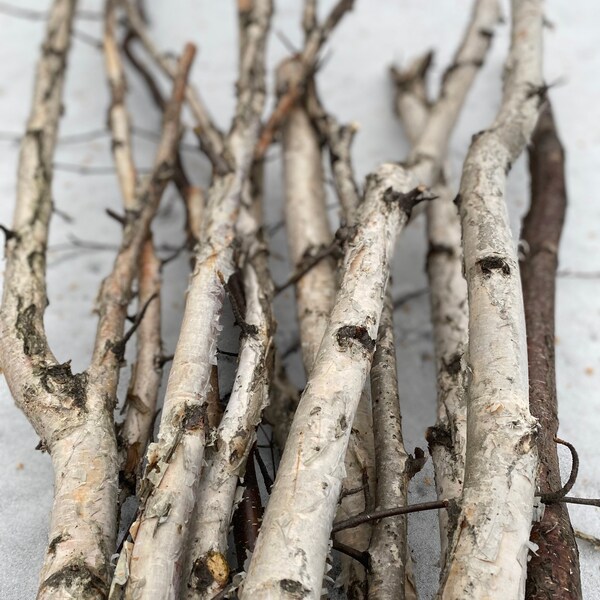 Birch Branches Crafts Etsy