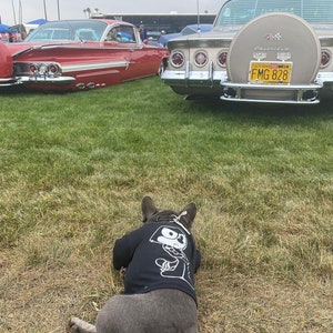 May include: A French bulldog wearing a black t-shirt with a cartoon character on it. The dog is lying on the grass in front of two vintage cars. The car in the foreground is a light brown Chevrolet Impala with a California license plate that reads "FMG 828".