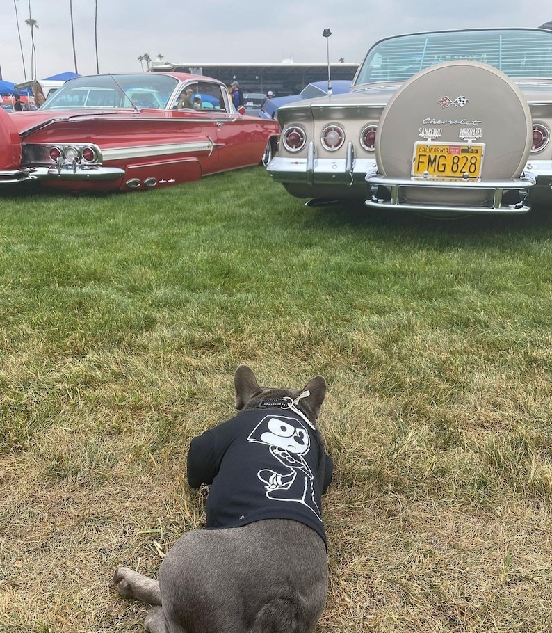 May include: A French bulldog wearing a black t-shirt with a cartoon character on it. The dog is lying on the grass in front of two vintage cars. The car in the foreground is a light brown Chevrolet Impala with a California license plate that reads "FMG 828".