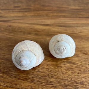 May include: Two off-white snail shells with a spiral design. The shells are resting on a wooden surface. The shells have a natural, organic appearance, and the wood grain adds a rustic touch.