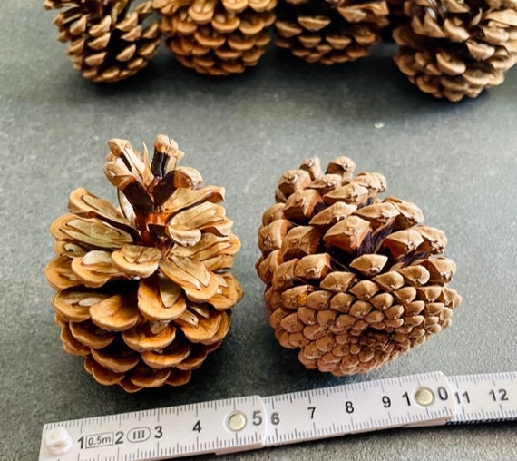 10 große Kiefernzapfen - Zapfen - Tannenzapfen - trocken, unbehandelt (5-9 cm) - Deko oder zum Basteln, Weihnachten