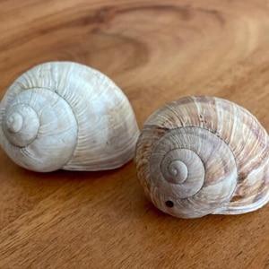 May include: Two empty snail shells, one with a light brown and white pattern and the other with a darker brown and white pattern.