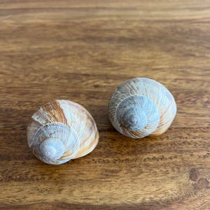 May include: Two snail shells with spiral patterns and a mix of brown, tan, and white hues. The shells are on a wooden surface, showcasing their natural textures and forms.