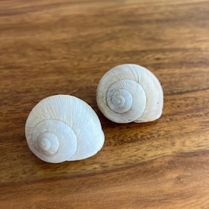 May include: Two white snail shells with a spiral design are displayed on a wooden surface. The shells have a textured surface and a natural, organic appearance. The shells are a light, neutral color.