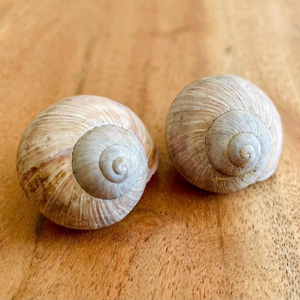 2 coquilles d'escargots romains - coquille d'escargot, coquille vide, propre, non traitée (env. 4 cm) - décoration ou pour l'artisanat