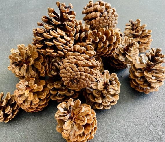 10 große Kiefernzapfen - Zapfen - Tannenzapfen - trocken, unbehandelt (5-9 cm) - Deko oder zum Basteln, Weihnachten