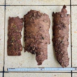 Può includere: Tre pezzi di corteccia d'albero strutturata in tonalità marroni e verdi. La corteccia ha un aspetto ruvido e naturale. Un righello è posto in basso, per la scala. La corteccia sembra provenire da un albero. Misure in centimetri.