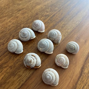 May include: A collection of ten small, spiral-shaped snail shells. The shells are primarily off-white with subtle variations in color and texture. They are arranged on a wooden surface, showcasing their natural forms.
