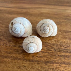 May include: Three beige snail shells with spiral patterns are arranged on a wooden surface. The shells have a natural, textured appearance, with subtle variations in color. The background is a warm-toned wood grain.