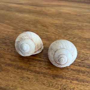 May include: Two snail shells with a spiral design. The shells are off-white with light brown markings. They are resting on a wooden surface.