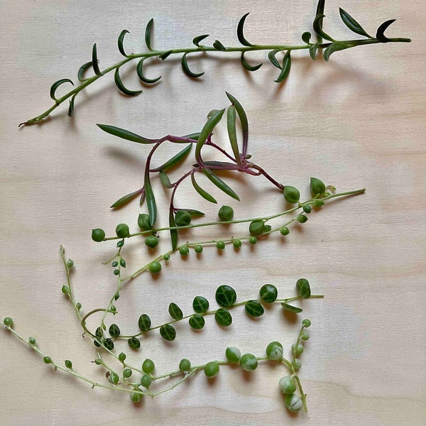 Bundle of String Cuttings  - Trailing succulent cuttings for propagation