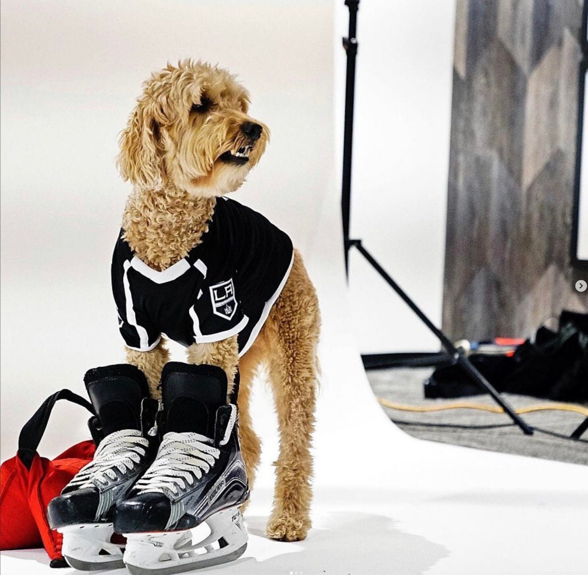 LA Kings NHL Dog Sweater