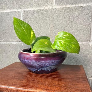 May include: A small, round, ceramic bowl with a deep purple and blue reactive glaze finish containing a green pothos plant with variegated yellow leaves. The bowl has a smooth, curved rim and a tapered base, showcasing a blend of dark tones.