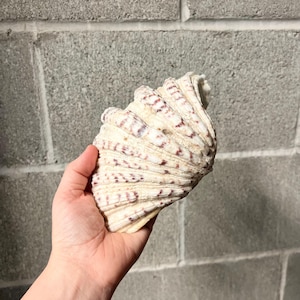 May include: A large, cream-colored seashell with a fan-like shape and a textured surface. The shell features a pattern of reddish-brown markings and is held in a hand. The background is a gray cinder block wall.