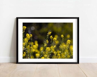Yellow Springtime Wild Flowers - Fine Art Photography - Flower - Nature Photography Print - Home Decor - Wall Art - Gift