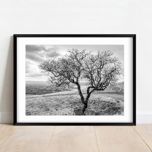 以下が含まれることがあります： 丘の上の裸の木を白黒で額装したプリント。木の複雑な枝が曇り空を背景に浮かび上がっています。遠くの谷と起伏のある丘を含む風景は、穏やかで自然なシーンを作り出しています。