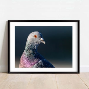 Pigeon, Rock Dove - Fine Art Print- Wildlife - Nature Photography Print - Home Decor - Wall Art - Gift