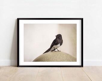 Black phoebe - Fine Art Photography - Wildlife - Nature Photography Print - Home Decor - Wall Art - Gift