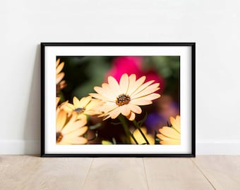 African Daisy (Dimorphotheca sinuata) - Fine Art Photography - Flower - Nature Photography Print - Home Decor - Wall Art - Gift