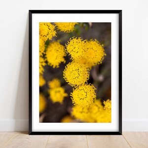 Sun Ball Craspedia Blooms - Fine Art Photography - Flower - Nature Photography Print - Home Decor - Wall Art - Gift