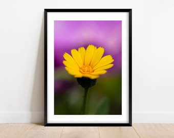 Yellow and Purple - Fine Art Photography - Flower - Nature Photography Print - Home Decor - Wall Art - Gift