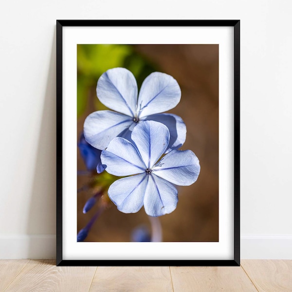 Imperial Blue Plumbago - Cape Leadwort - Blue Flowers - Fine Art Photography - Nature Photography Print - Home Decor - Wall Art - Gift