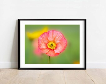 Roter Mohn - Blume - Naturfotografie Druck - Wohndekor - Wandkunst - Geschenk
