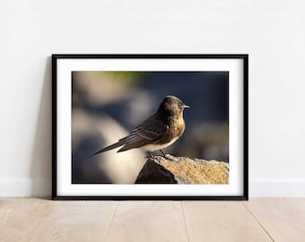 Black Phoebe Standing On A Rock - Bird Photography - Wildlife - Nature Photography Print - Home Decor - Wall Art - Gift