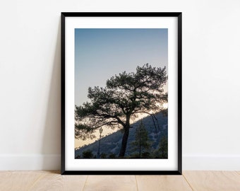 Tree Silhouette At Sunset In Cyprus - Fine Art Photography - Tree- Nature Photography Print - Landscape Photo - Home Decor - Wall Art - Gift