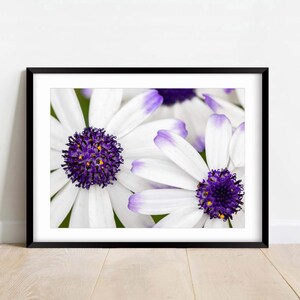 Purple And White African Daisies - Fine Art Photography - Flower - Nature Photography Print - Home Decor - Wall Art - Gift