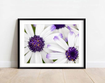 Purple And White African Daisies - Fine Art Photography - Flower - Nature Photography Print - Home Decor - Wall Art - Gift