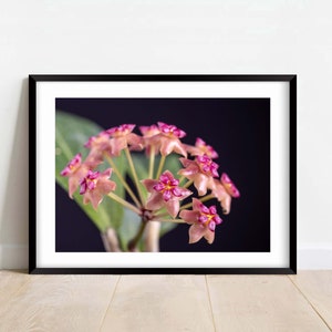 Hoya Palawanica Blooms - Fine Art Print- Flower - Nature Photography Print - Home Decor - Wall Art - Gift