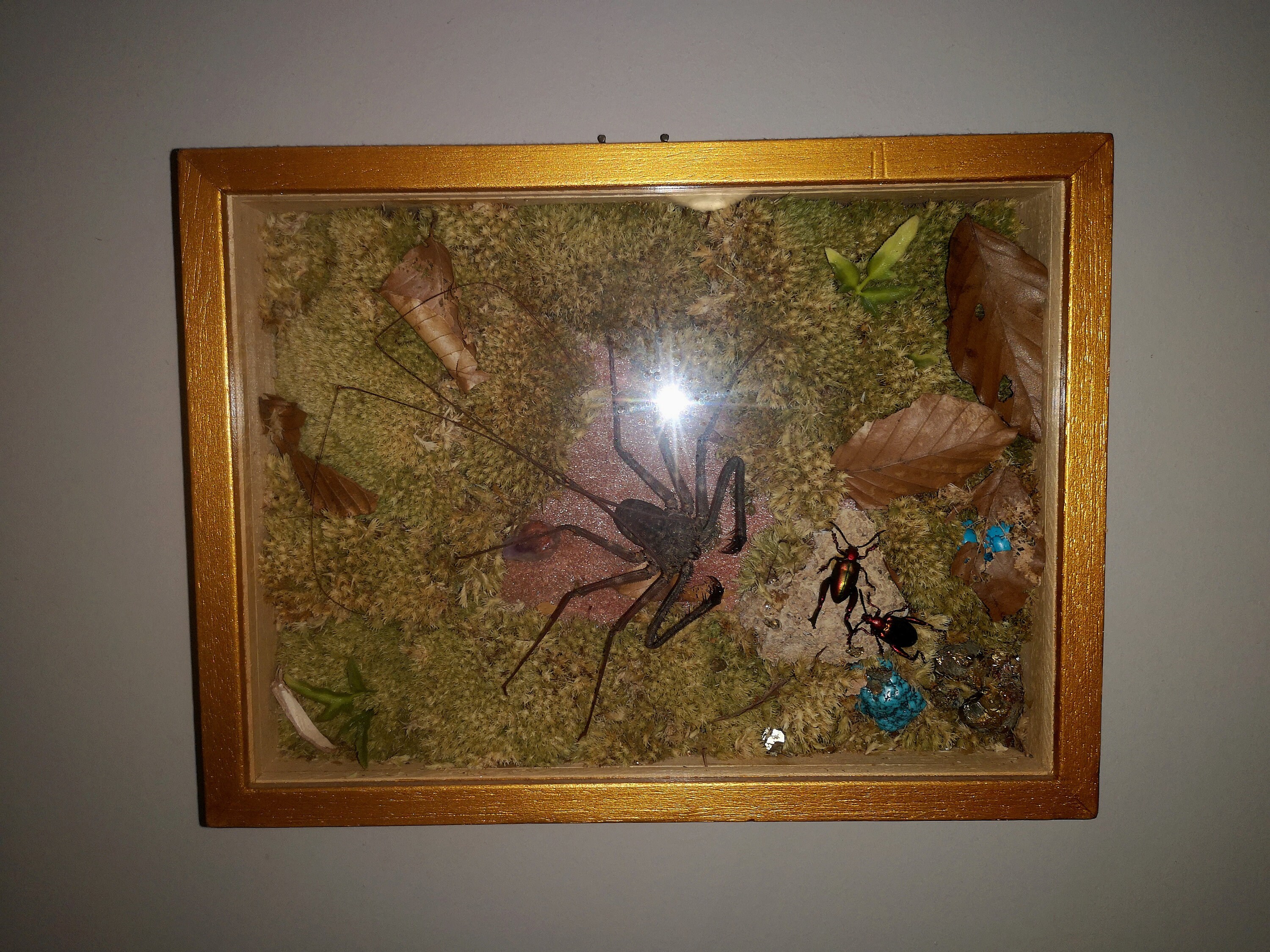 Arachnide et Coléoptère